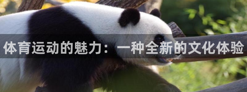 三亿体育登录：体育运动的魅力：一种全新的文化体验