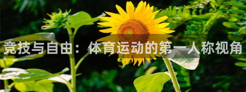 三亿体育：竞技与自由：体育运动的第一人称视角
